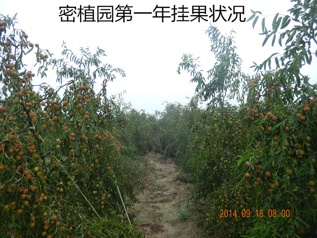 冬棗第一年掛果情況