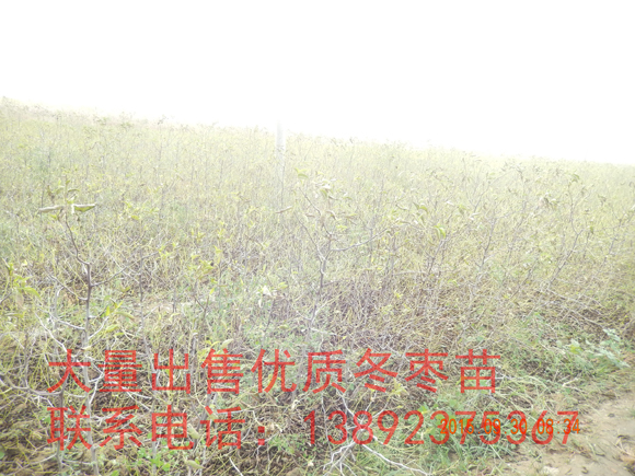 (yu)|(zh)