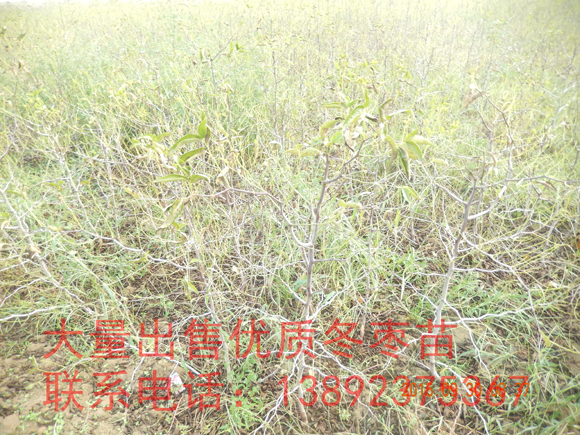 (yu)|(zh)