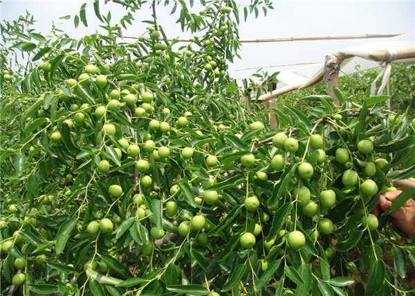 大荔冬棗http://www.fjgtc.cn