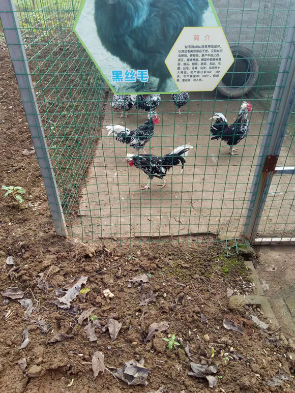 大荔冬棗的出路